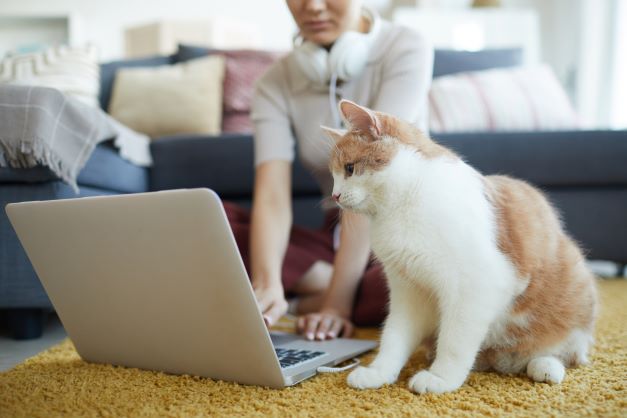 Webinarreihe: rund um die Gesundheit Ihrer Katze